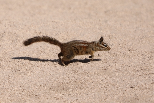 California Chipmunk (Neotamias obscurus)