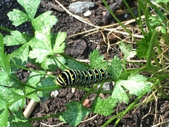 Papilio polyxenes