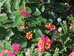 Papilio polyxenes