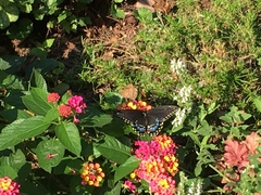 Papilio polyxenes