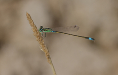 Ischnura senegalensis