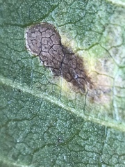 Stigmella longisacca