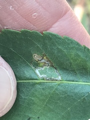 Stigmella longisacca