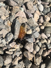 Urocerus californicus