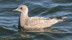 Larus glaucoides