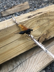 Urocerus californicus