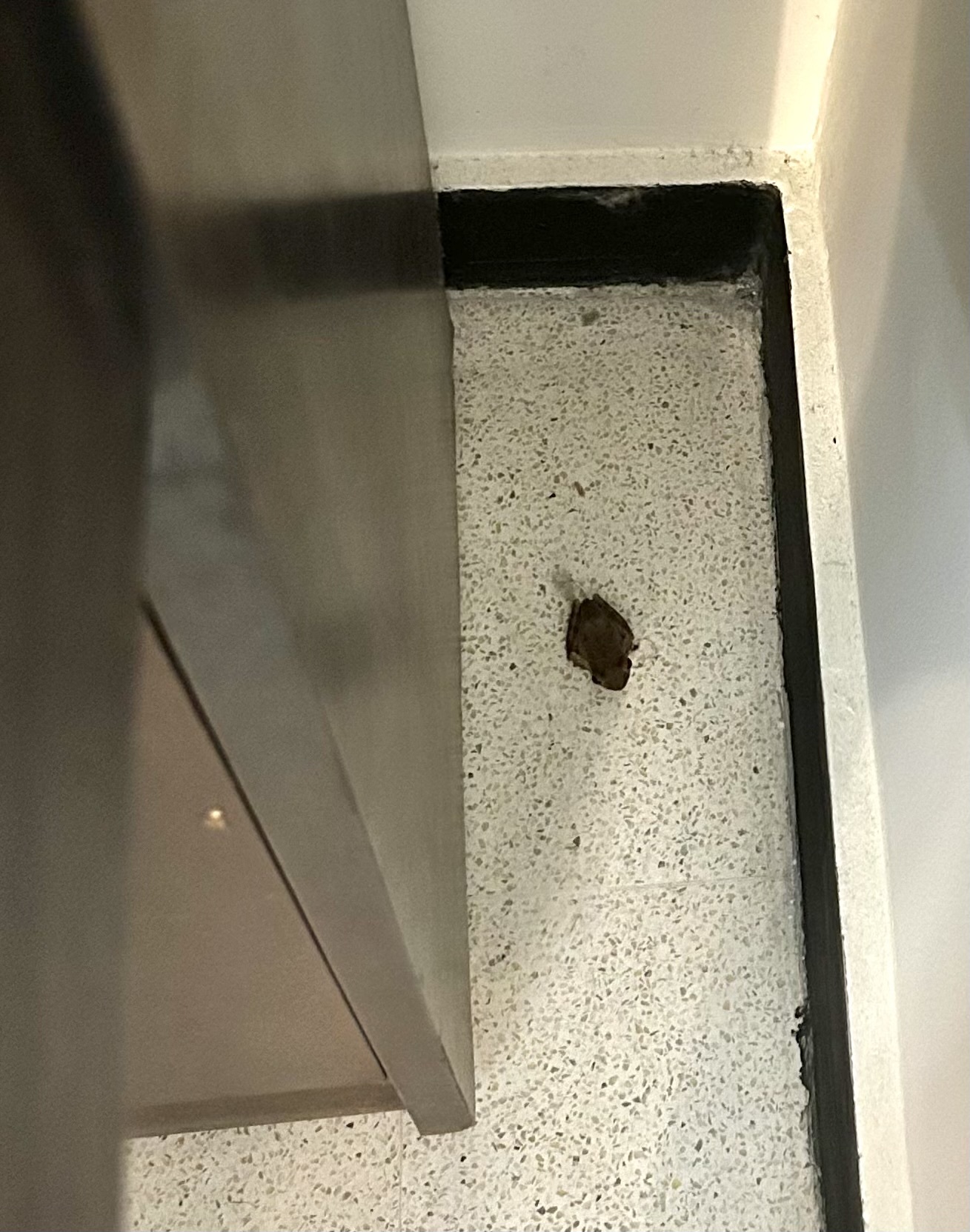 Big-Headed Whipping Frog
