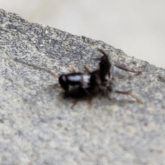 Blattoidae