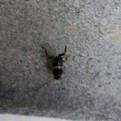 Blattoidae