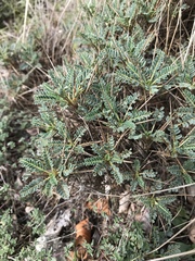 Astragalus greuteri