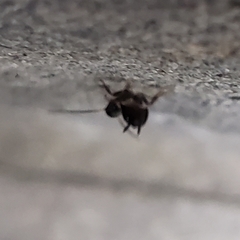 Blattoidae