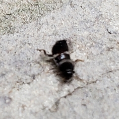 Blattoidae