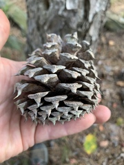 Pinus pungens