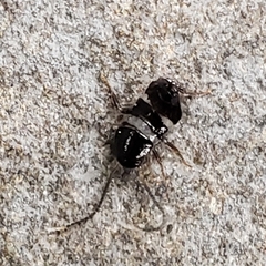 Blattoidae