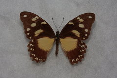 Papilio dardanus