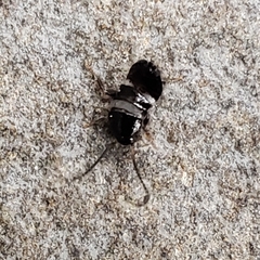 Blattoidae