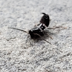 Blattoidae