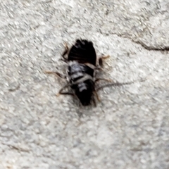 Blattoidae