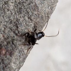 Blattoidae