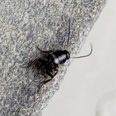 Blattoidae