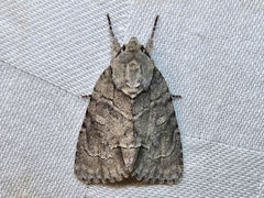 Acronicta radcliffei