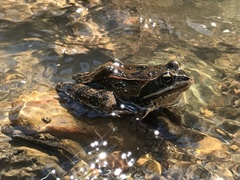 Rana macrocnemis