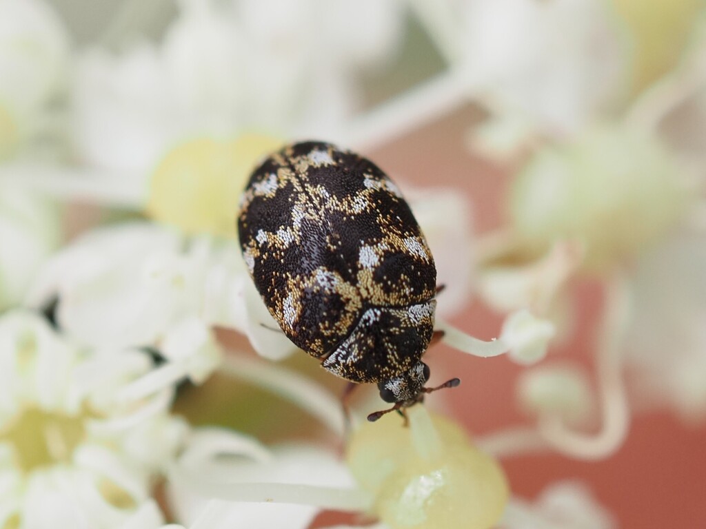 Anthrenus oberthueri