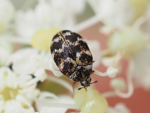 Anthrenus oberthueri