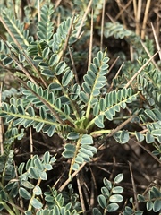 Astragalus greuteri