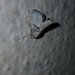 Griseothosea
