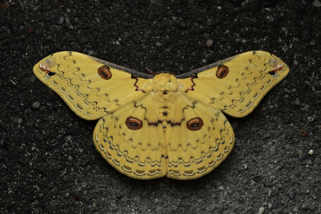 Loepa kuangtungensis