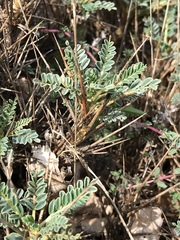 Astragalus greuteri