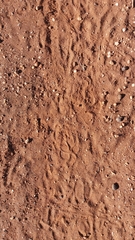 Hyaena hyaena