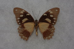 Papilio dardanus