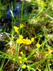 Utricularia juncea