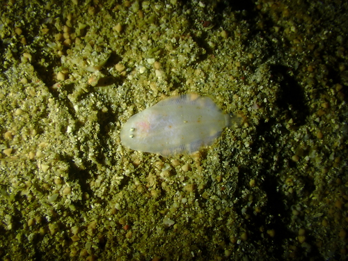 Aseraggodes albidus observed 2025-06-23