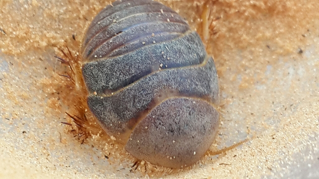 Heterogamisca kruegeri