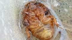 Heterogamisca kruegeri