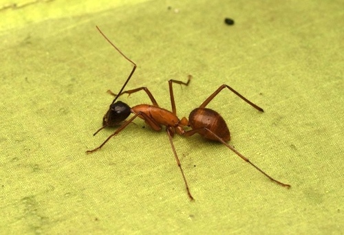 凯撒弓背蚁Camponotus caesar