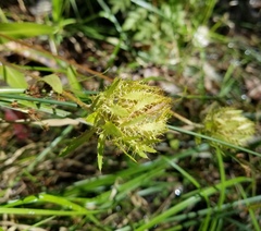 Stokesia laevis