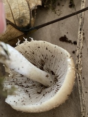 Psathyrella frustulenta