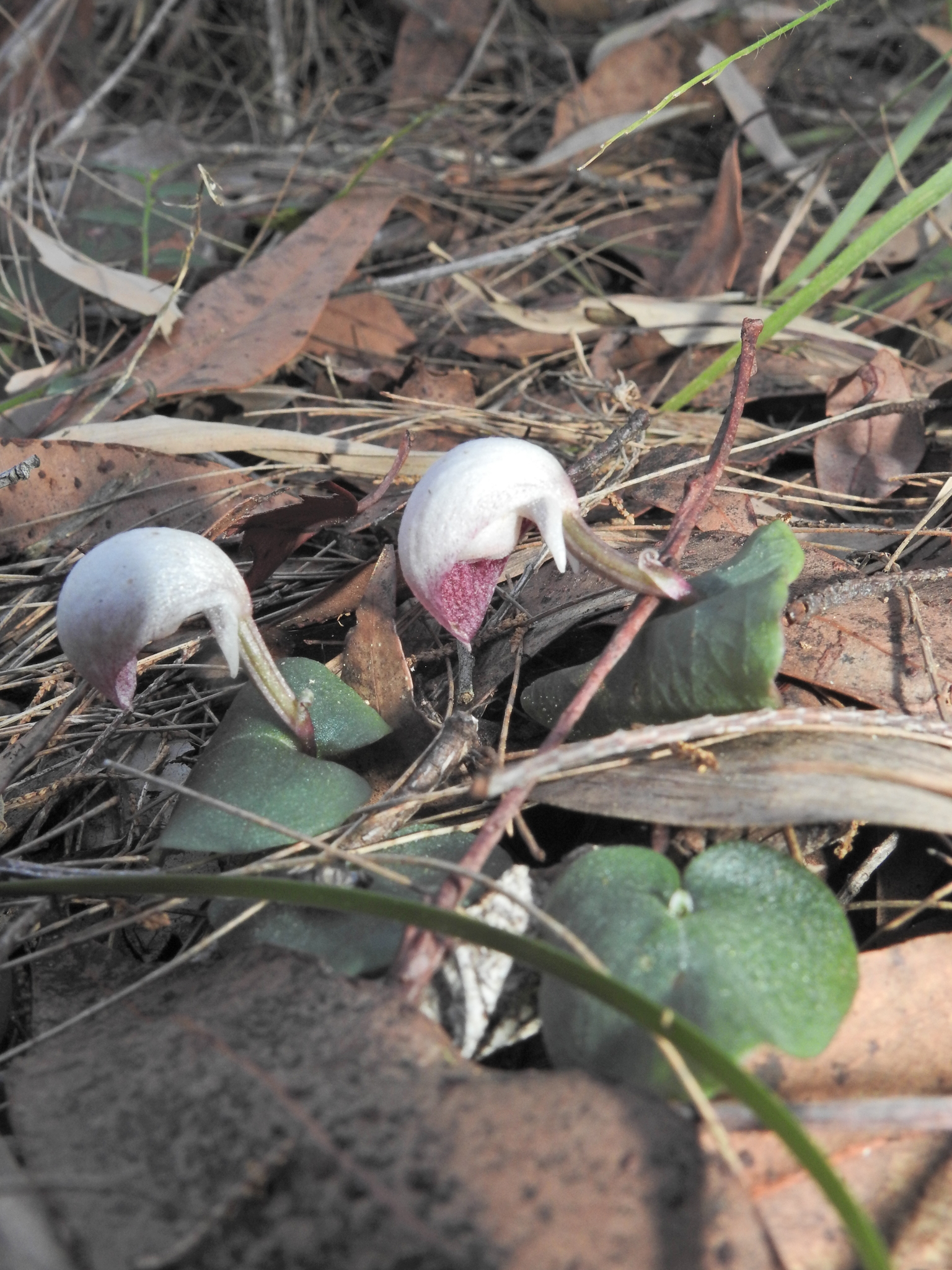 Fairy Lanterns (Corybas barbarae)