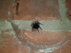 Segestria florentina