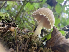 Psathyrella frustulenta