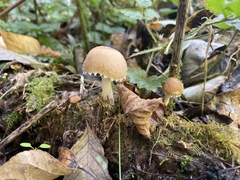Psathyrella frustulenta