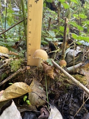 Psathyrella frustulenta