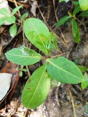 Viburnum nitidum