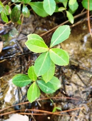 Viburnum nitidum