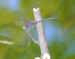 Dythemis