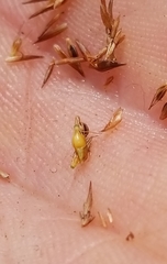 Rhynchospora cephalantha